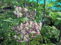 Thalictrum Elin - 2 litre pot