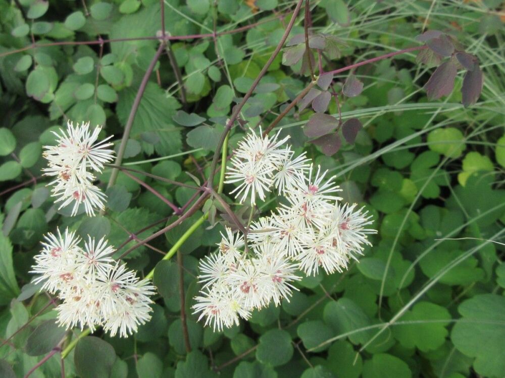 Thalictrum Ghent Ebony - 9cm pot