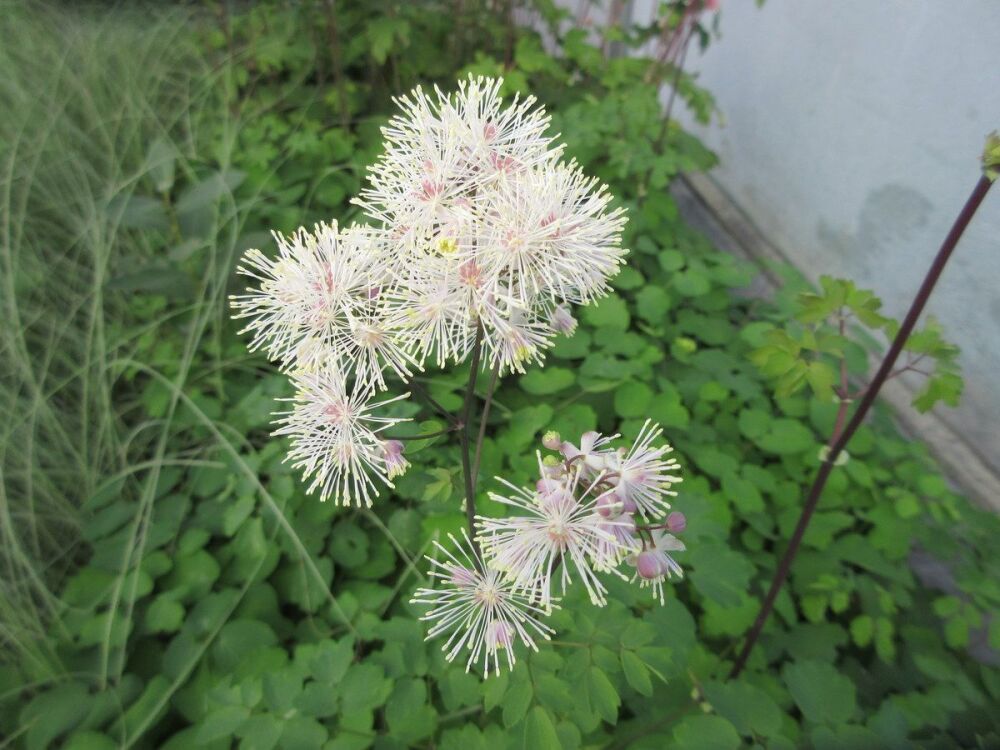 Thalictrum Nimbus White - 9cm pot