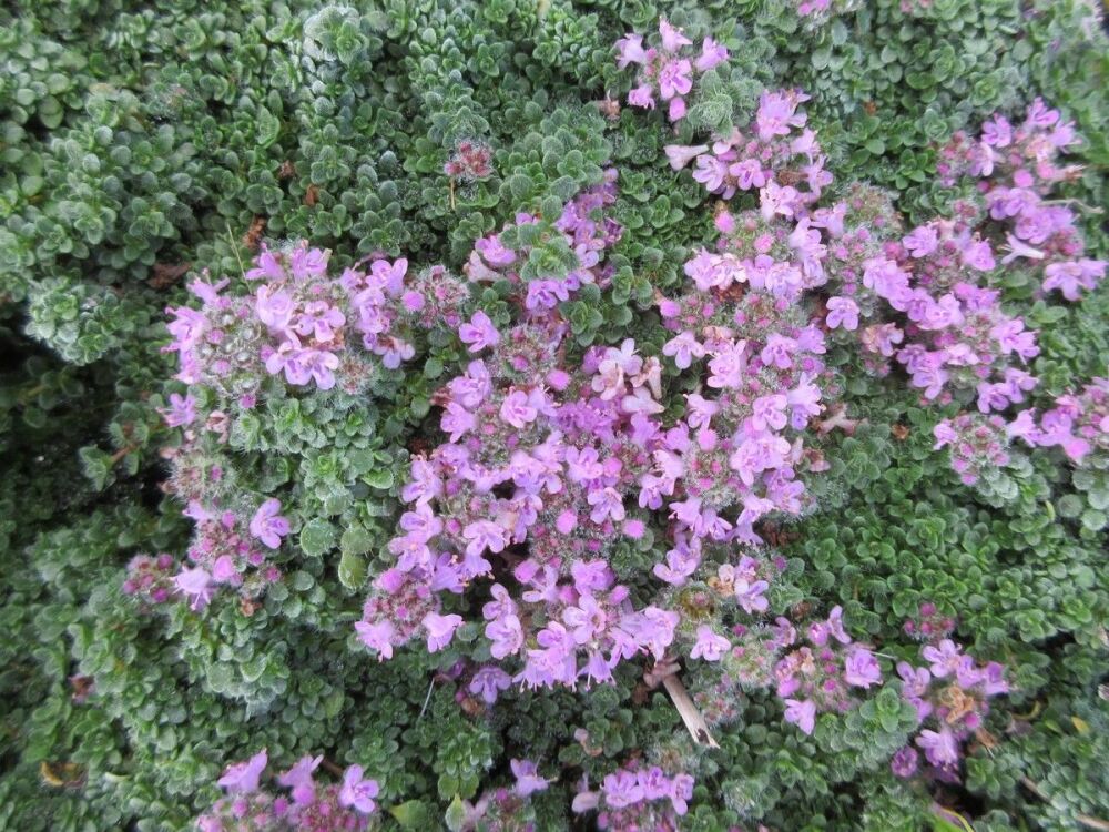 Thymus serpyllum Elfin - 9cm pot