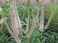 Veronicastrum virginicum Challenger - 2 litre pot