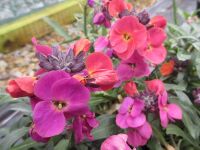 Erysimum Erysistible Magenta - 1 litre pot