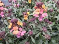 Erysimum Erysistible Sunset - 1 litre pot
