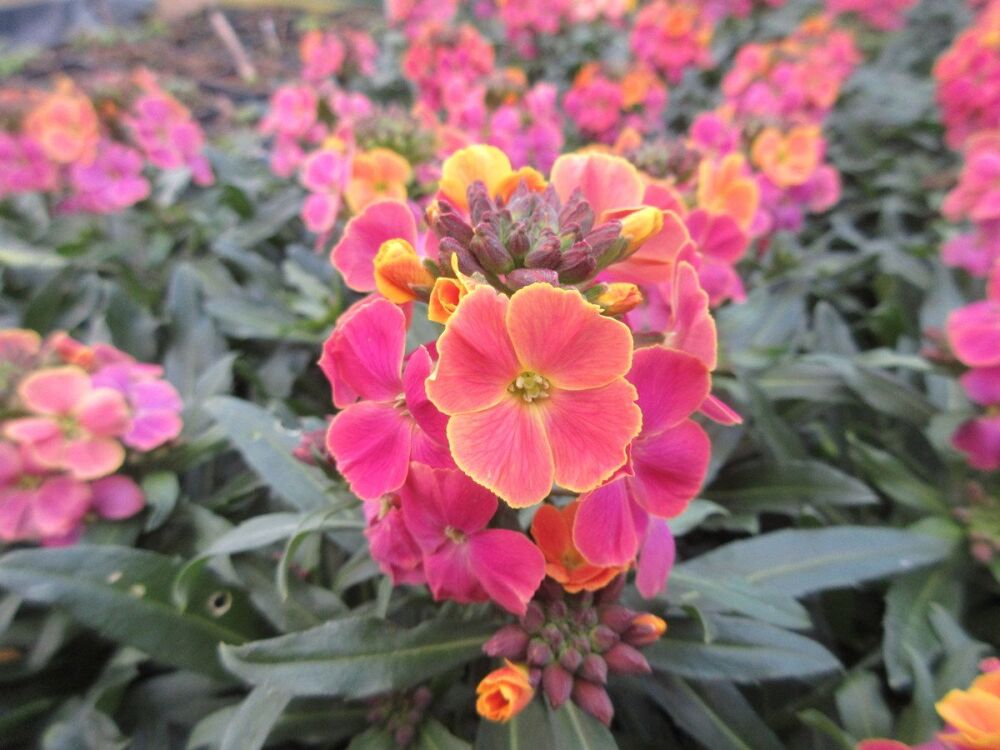 Erysimum Erysistible Tricolor - 1 litre pot