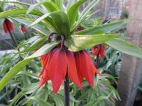 Fritillaria imperialis Rubra - 2 litre pot
