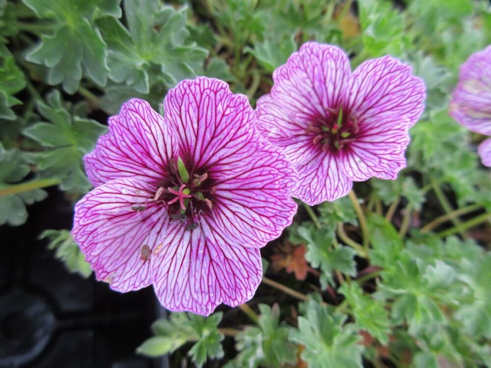 Geranium (Cinereum Group) Laurence Flatman - 9cm pot