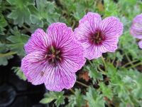 Geranium (Cinereum Group) Laurence Flatman - 9cm pot