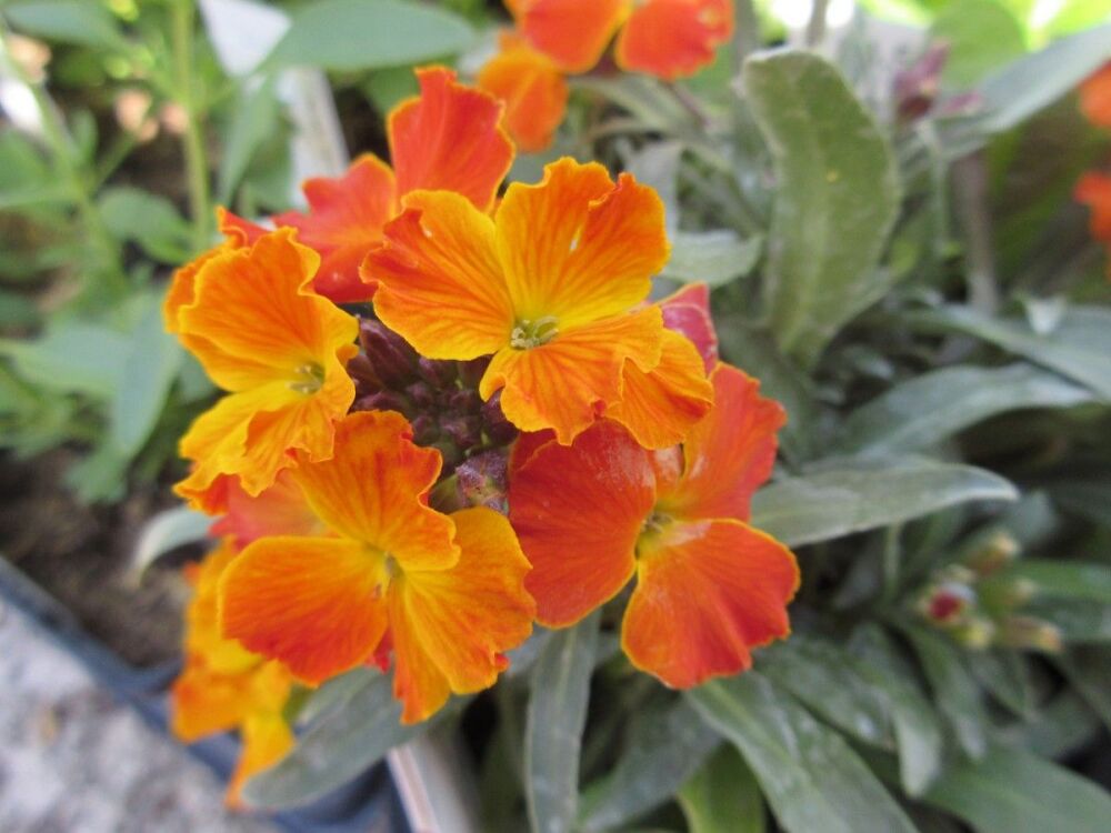 Erysimum Erysistible Fire - 1 litre pot