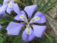 Iris lazica - 2 litre pot