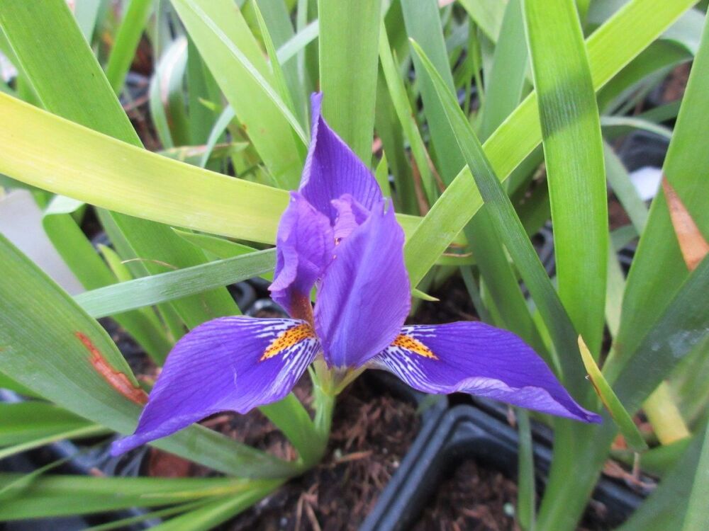 Iris lazica Turkish Blue - 2 litre pot