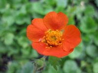 Geum coccineum Koi - 9cm pot