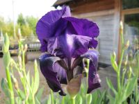 Iris Sable (Tall Bearded) - 3 litre pot