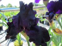 Iris Draco (Tall Bearded) - 3 litre pot