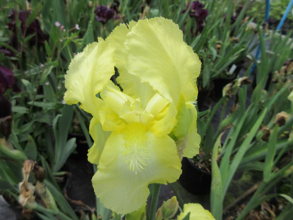 Iris Lemon Ice (Tall Bearded) - 3 litre pot