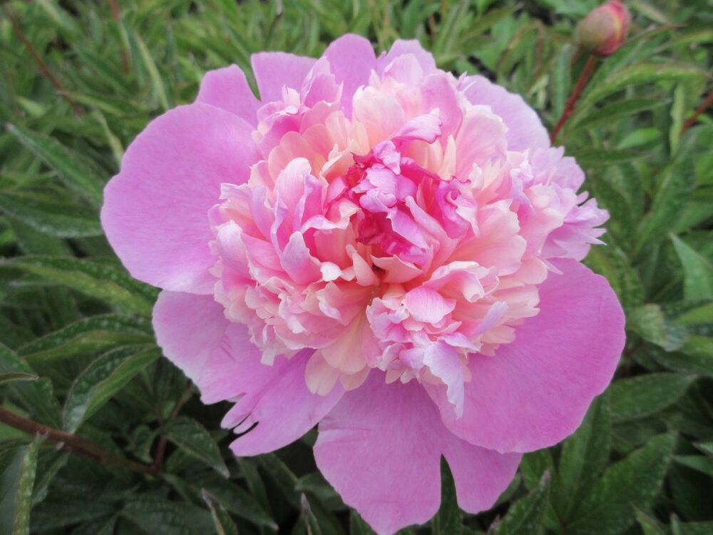 Paeonia lactiflora Sorbet - 3 litre pot