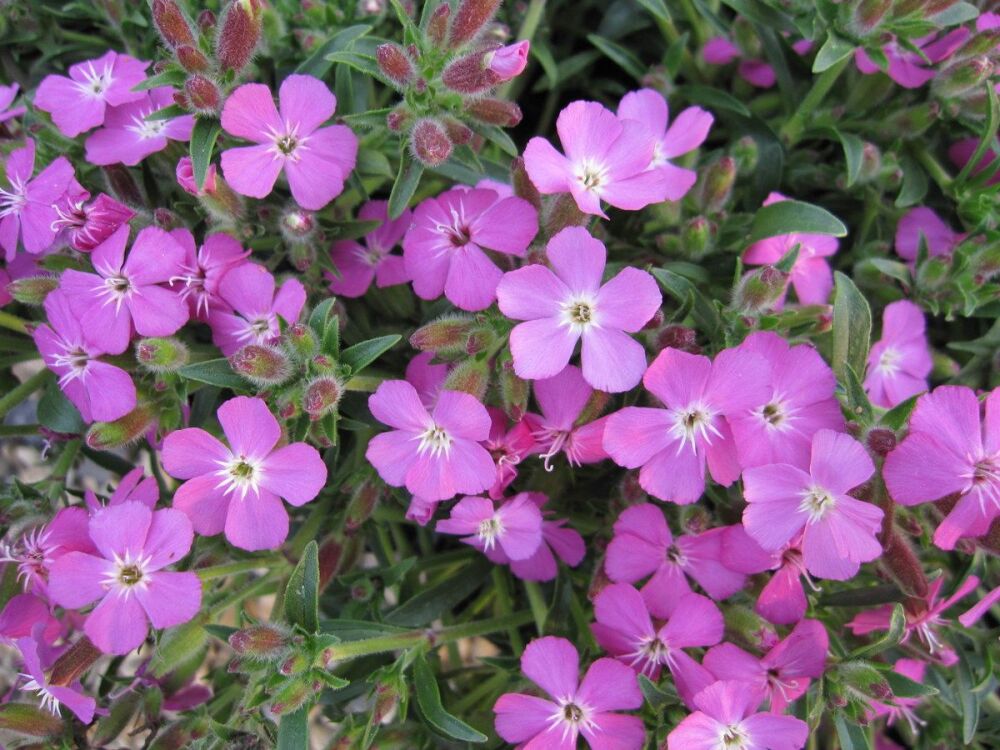 Saponaria Bressingham - 9cm pot