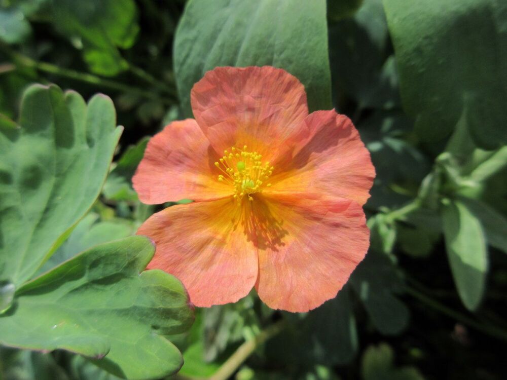 Helianthemum Fire Dragon - 9cm pot