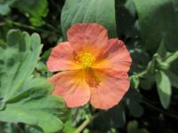 Helianthemum Fire Dragon - 9cm pot