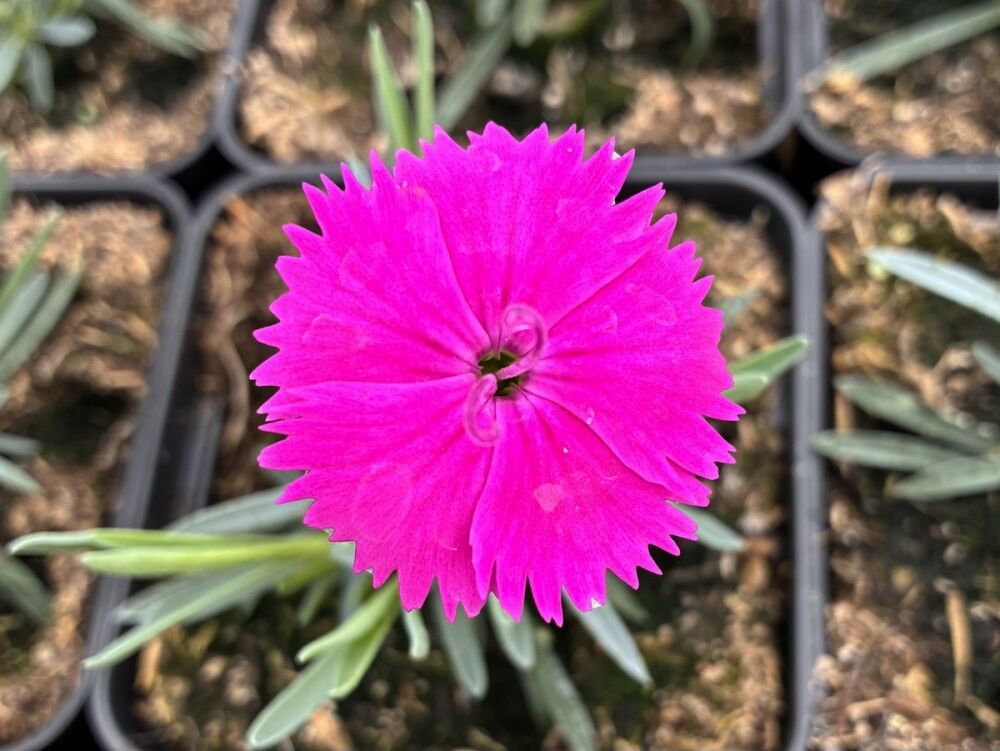 Dianthus Neon Star - 9cm pot