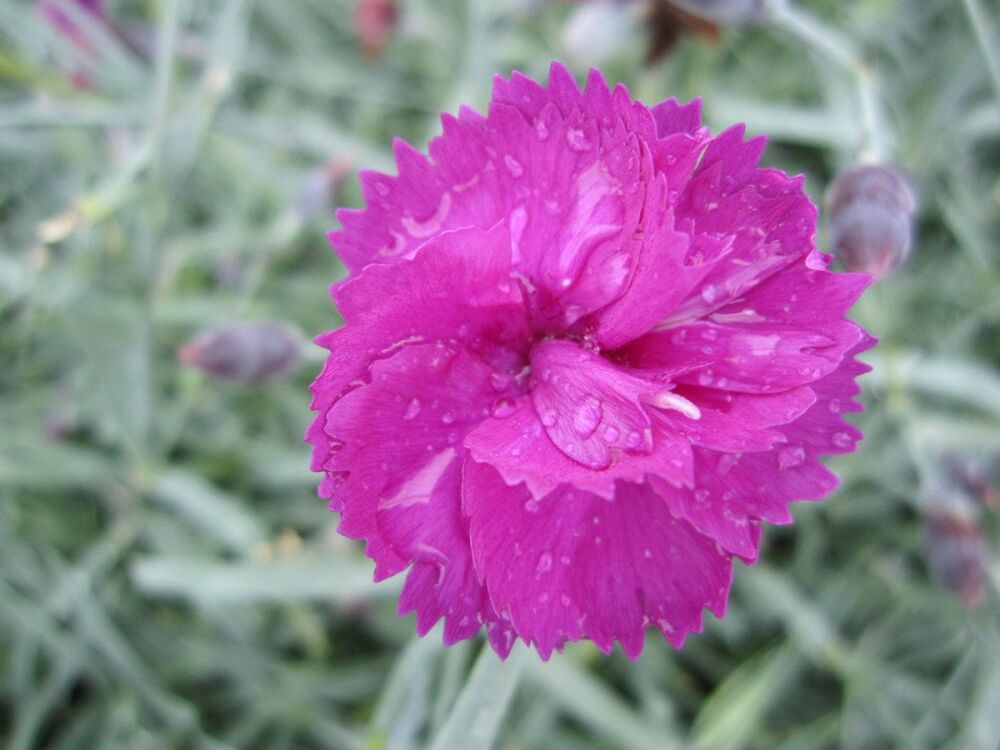 Dianthus Warden Hybrid - 9cm pot