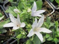 Campanula poscharskyana E.H. Frost - 9cm pot