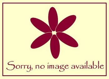 Iberis Arielle - 9cm pot