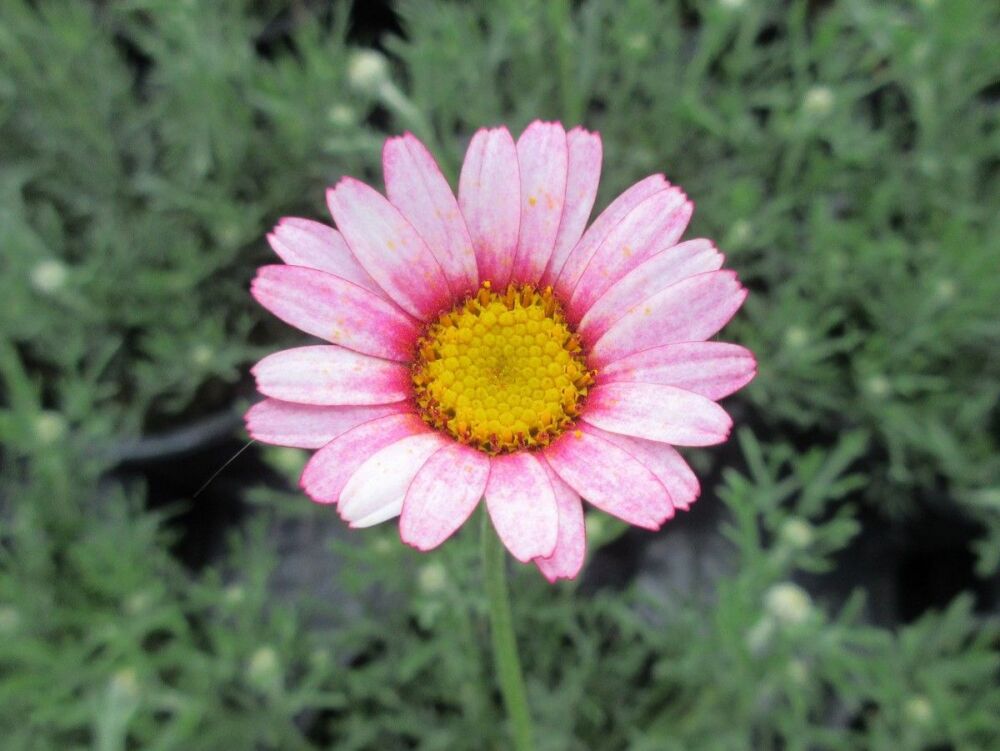 Rhodanthemum Marrakech - 1 litre pot