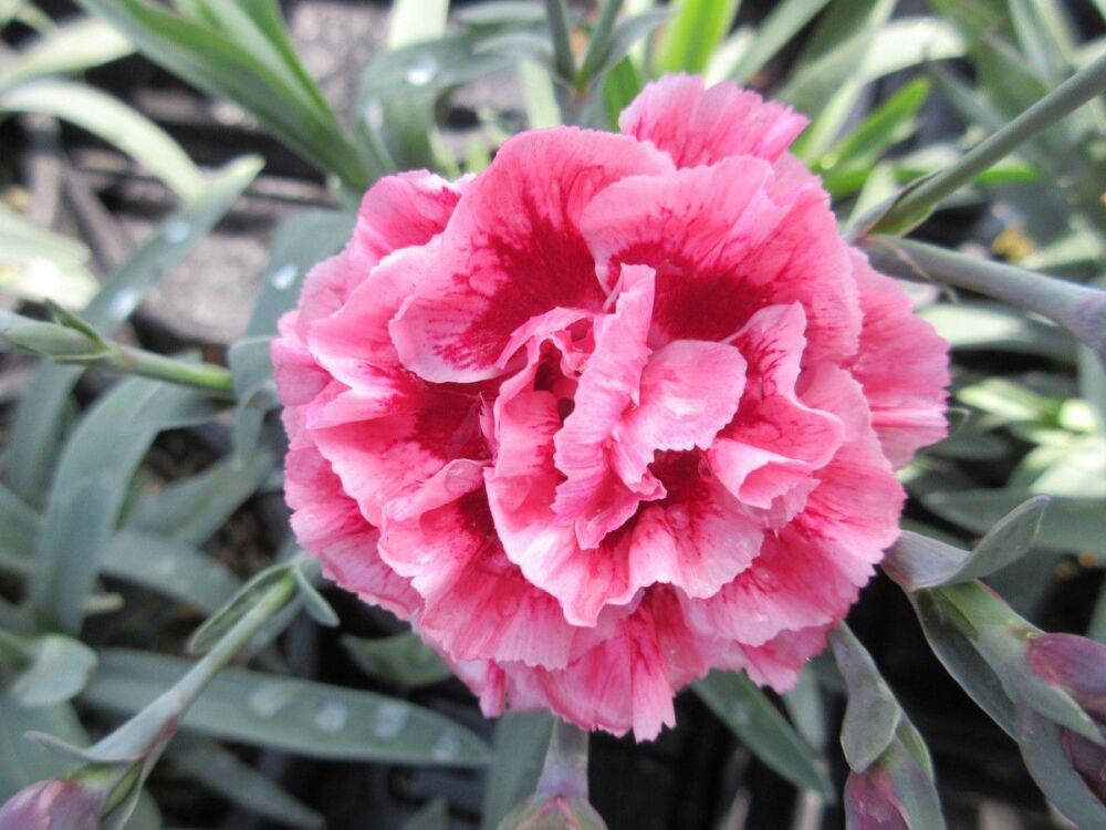 Dianthus Sugar Plum - 1 litre pot