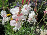 Gaura (Oenothera) lindheimeri Geyser White - 2 litre pot