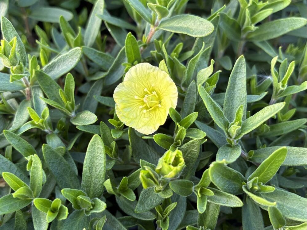 Arenaria montana Summer Lemon - 9cm pot