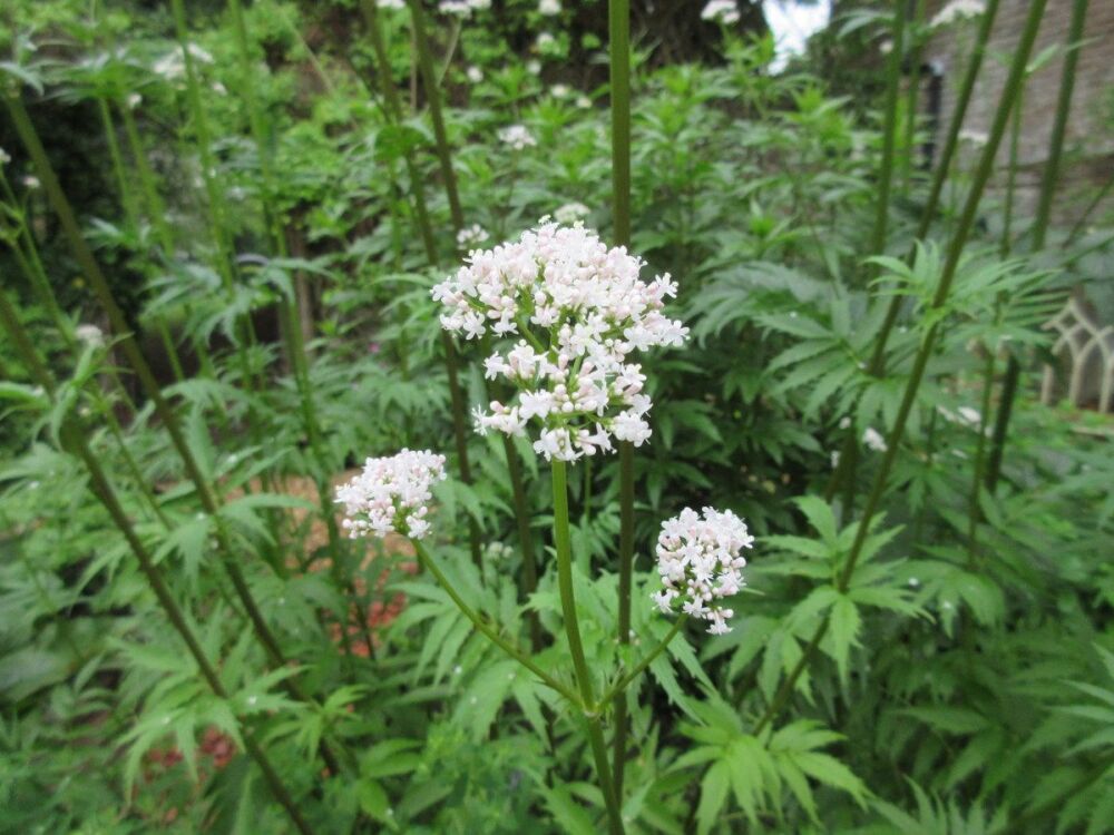 Valeriana officinalis - 2 litre pot