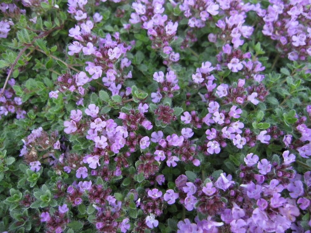 Thymus Bressingham - 9cm pot