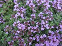 Thymus Bressingham - 9cm pot