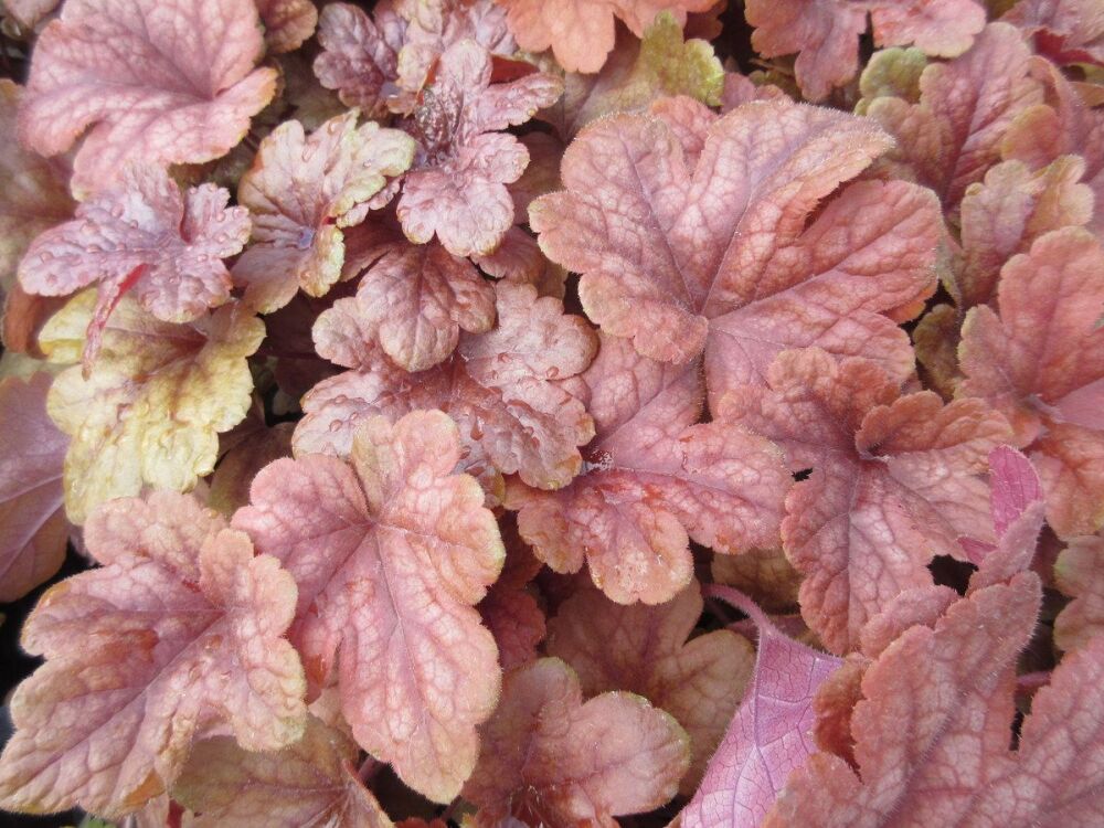 Heucherella Buttered Rum - 9cm pot