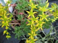 Sedum spathulifolium ssp. yosemitense - 9cm pot