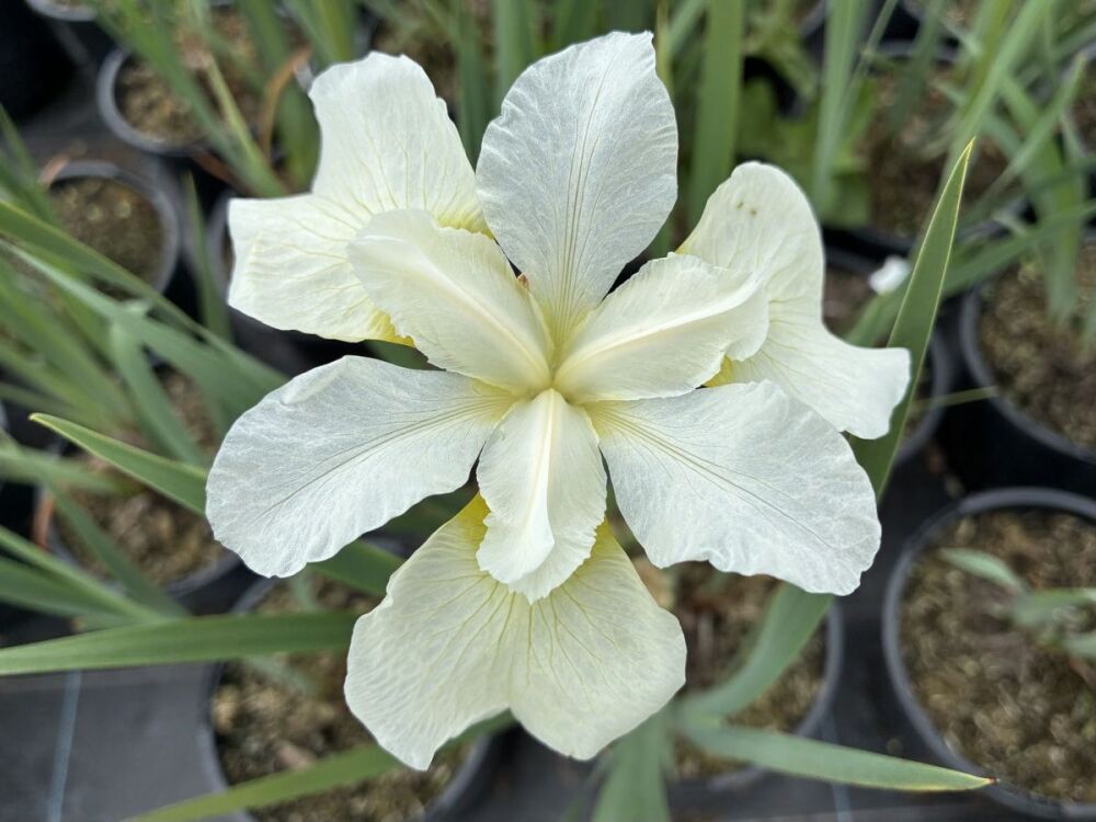 Iris sibirica Gull's Wing - 2 litre pot
