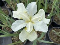 Iris sibirica Gull's Wing - 2 litre pot