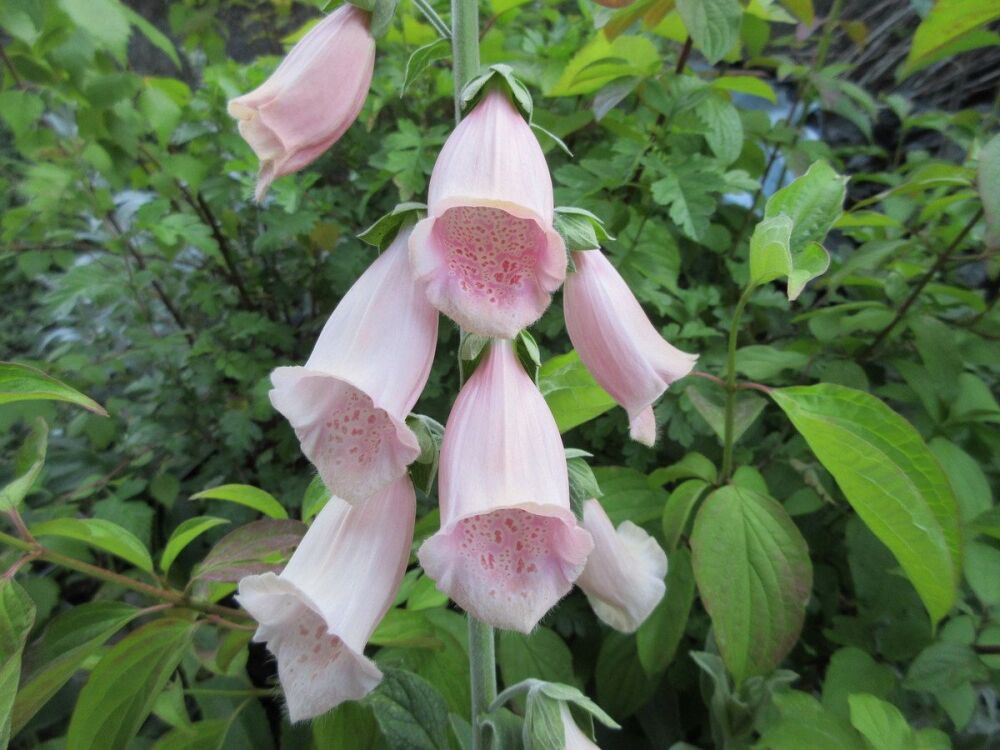 Digitalis purpurea Sutton's Apricot - 9cm pot