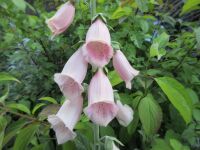 Digitalis purpurea Sutton's Apricot - 9cm pot