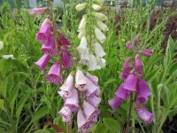Digitalis purpurea Excelsior Group - 9cm pot