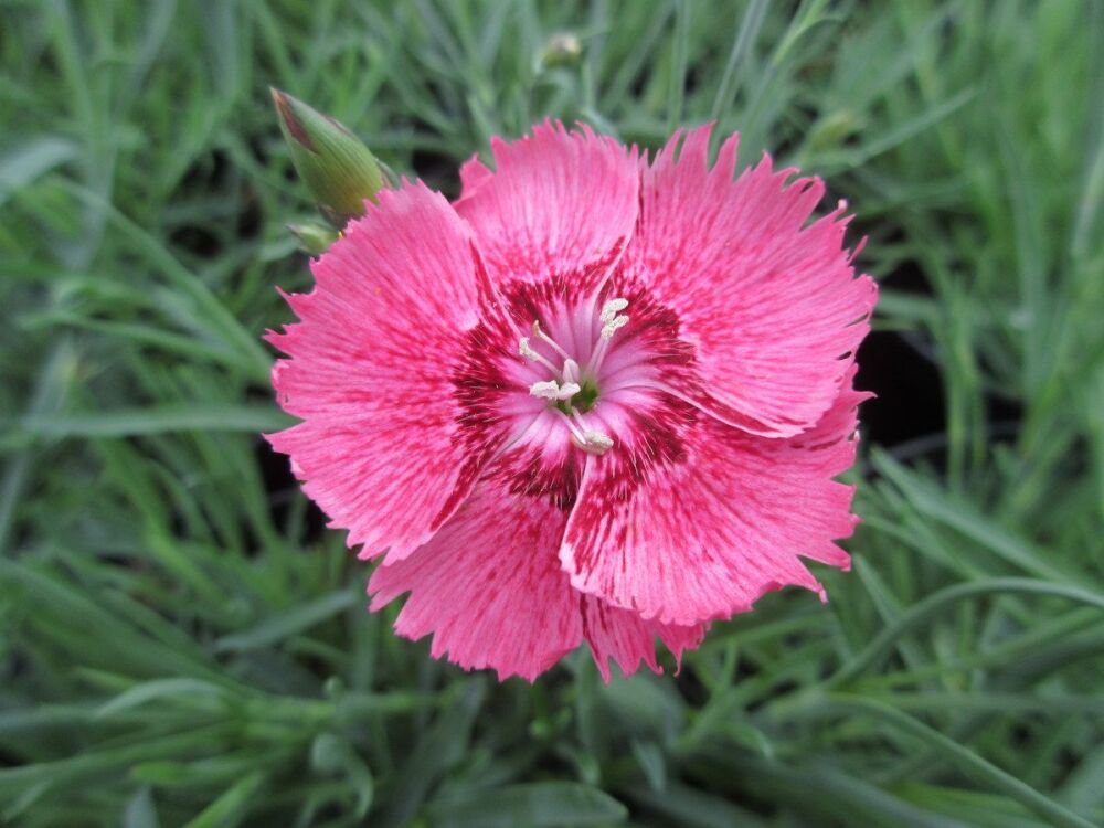 Dianthus Dixie Deep Rose - 9cm pot