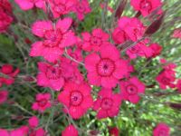 Dianthus deltoides Leuchtfunk - 9cm pot