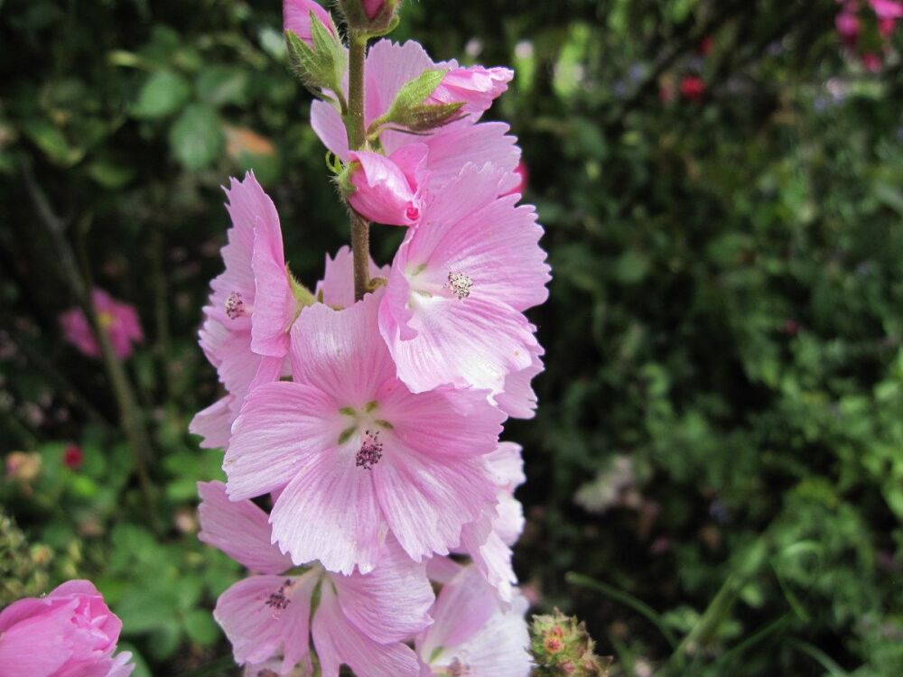 Sidalcea Elsie Heugh - 2 litre pot
