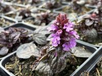 Ajuga reptans Midnight Mystery - 9cm pot