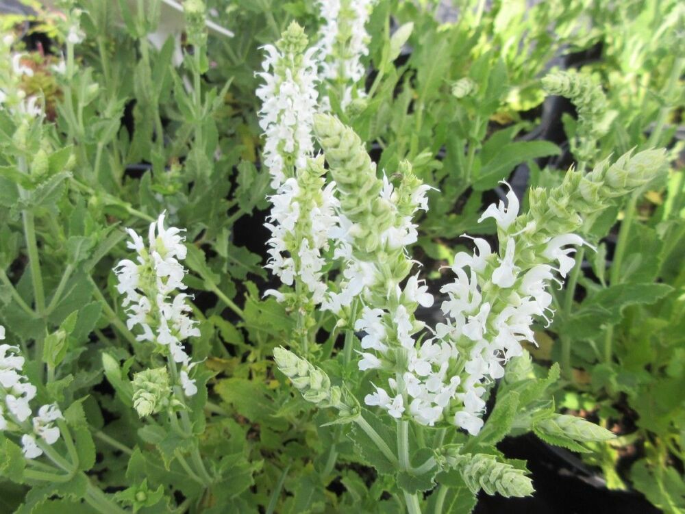 Salvia x superba Bordeau White - 2 litre pot