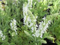Salvia x superba Bordeau White - 2 litre pot
