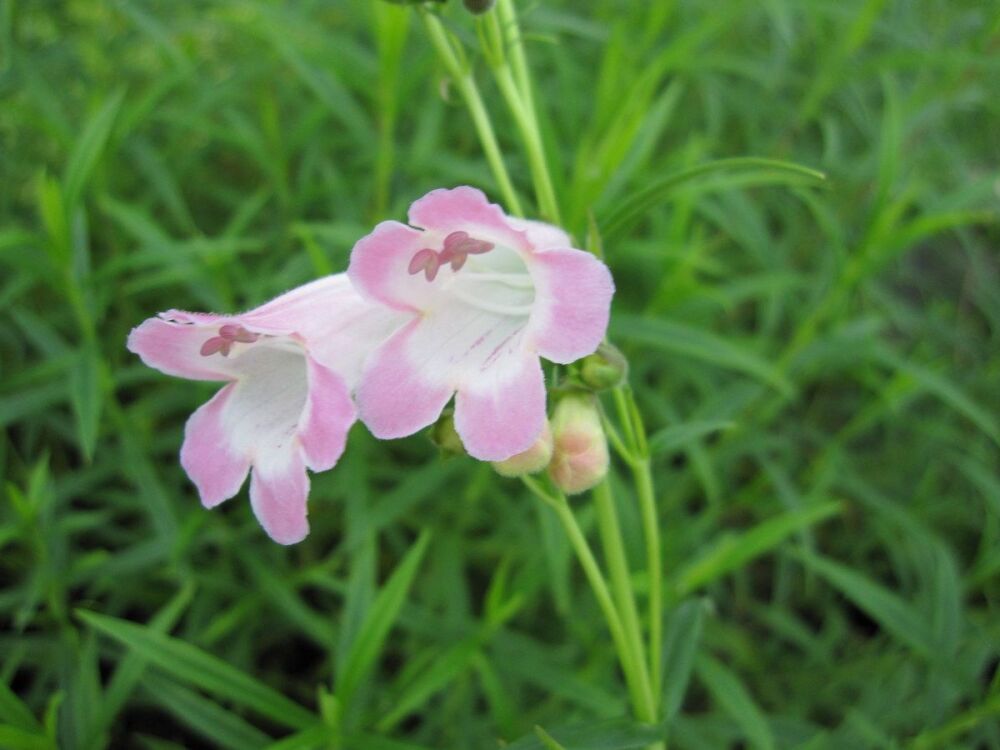 Penstemon Apple Blossom - 2 litre pot
