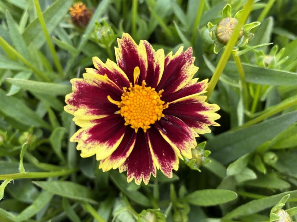 Coreopsis grandiflora Solar Fancy - 2 litre pot