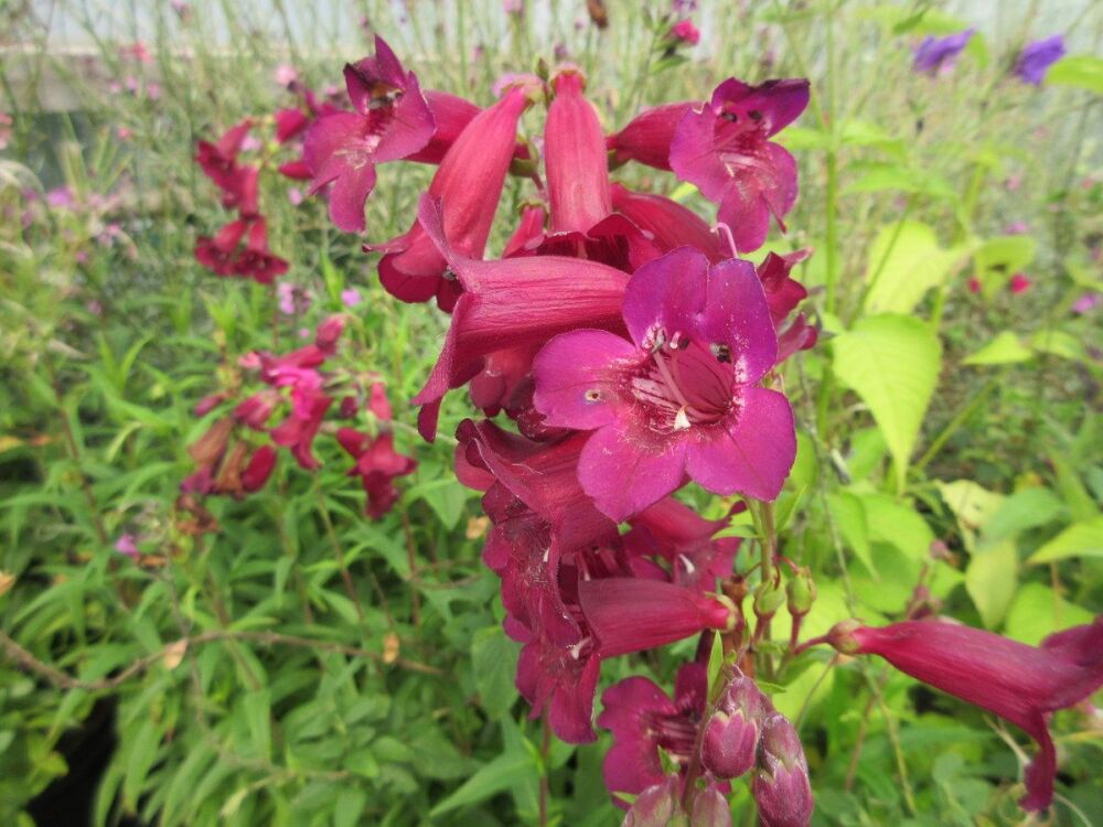Penstemon Rich Ruby - 9cm pot