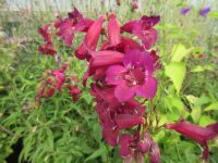 Penstemon Rich Ruby - 9cm pot